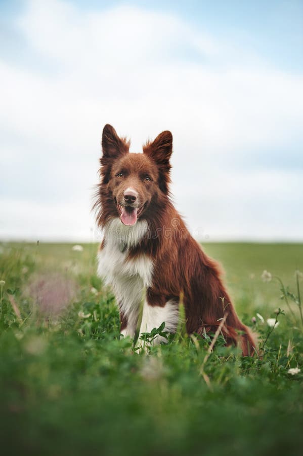 Red border collie dog sitting in a meadow, summer