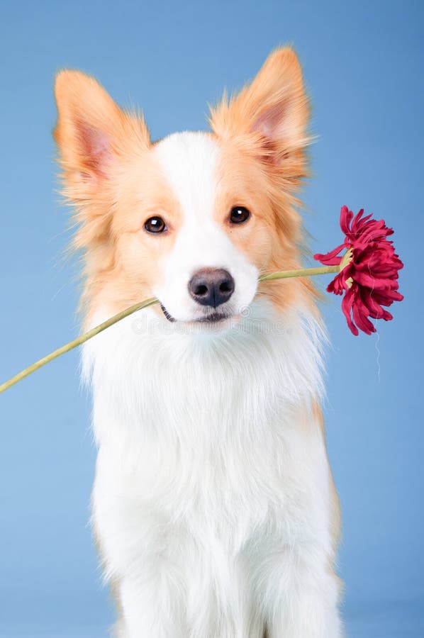Red border collie, trick with red flower