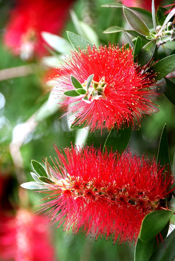 Bottle brush blossoms stock image. Image of callistemon 200475939