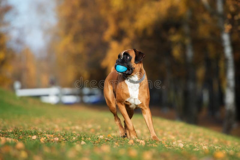 Red Boxer Dog Running Outdoors in Autumn Stock Image Image of