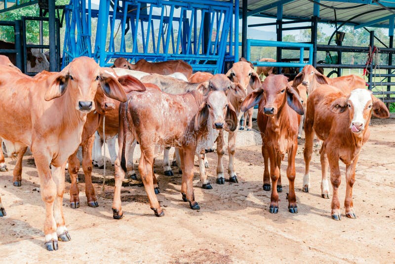 Red Brahman calves looking at camera stock photos