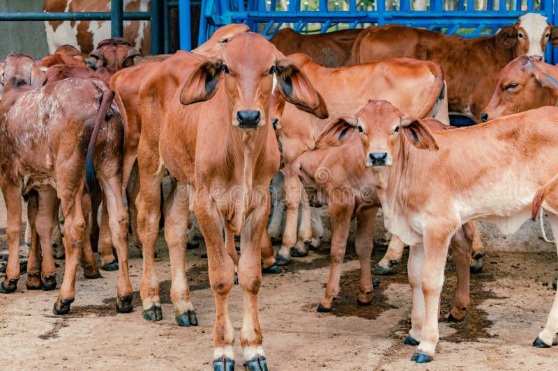 Red Brahman calves looking at camera stock image