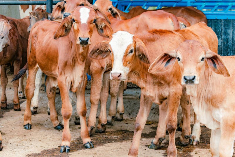 Red Brahman calves looking at camera stock photos