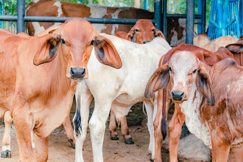 Red Brahman calves looking at camera stock photos