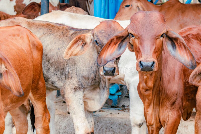 Red Brahman calves looking at camera stock image