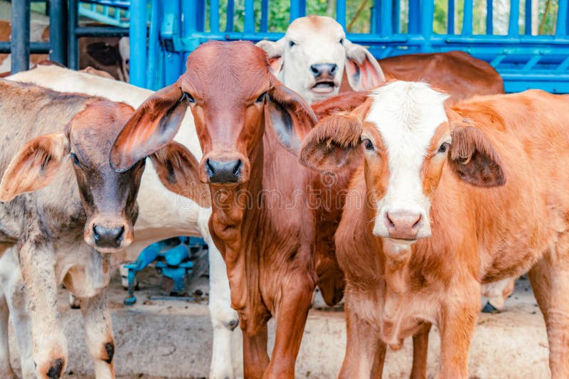 Red Brahman calves looking at camera royalty free stock images