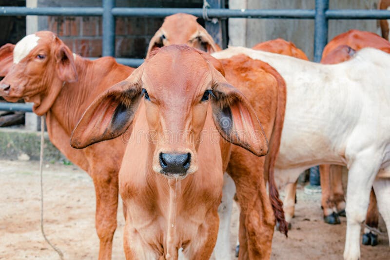 Red Brahman calves looking at camera royalty free stock photo