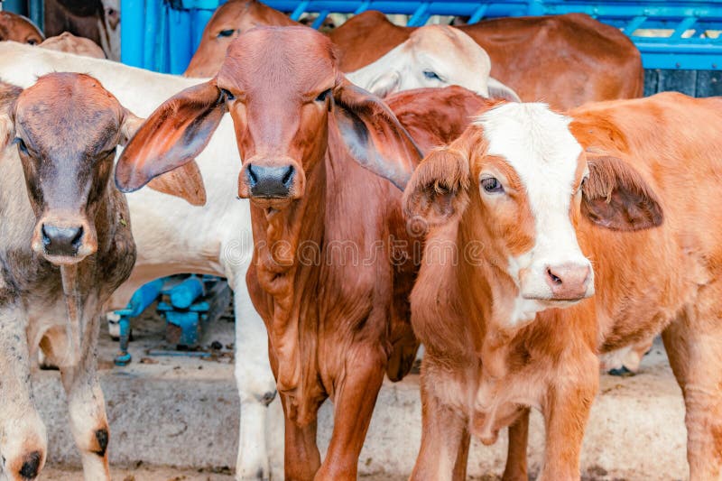 Red Brahman calves looking at camera royalty free stock image
