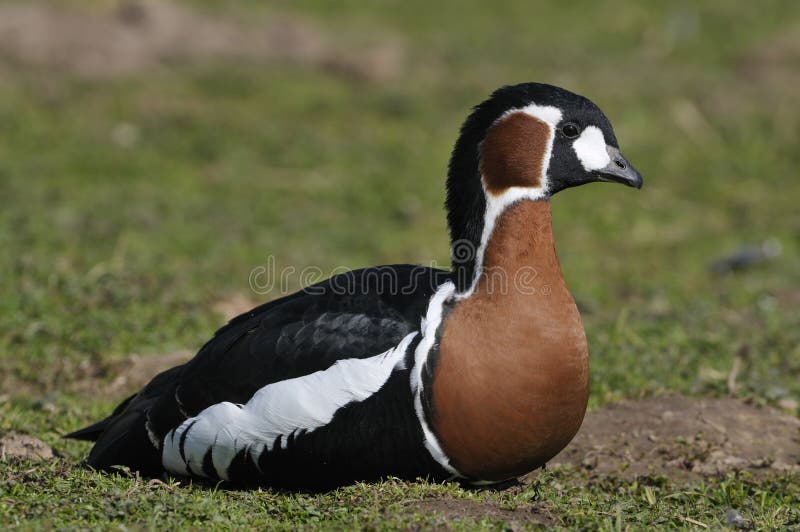 Red-breasted Goose