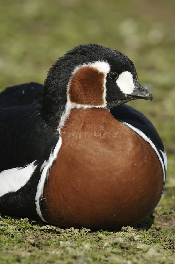 Red-breasted Goose