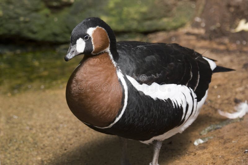 Red Breasted Goose