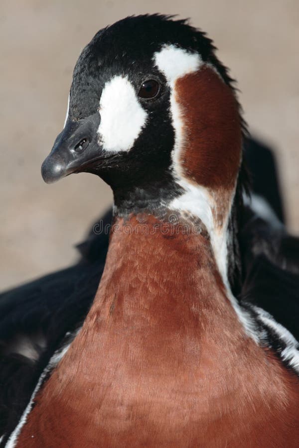 Red Breasted Goose