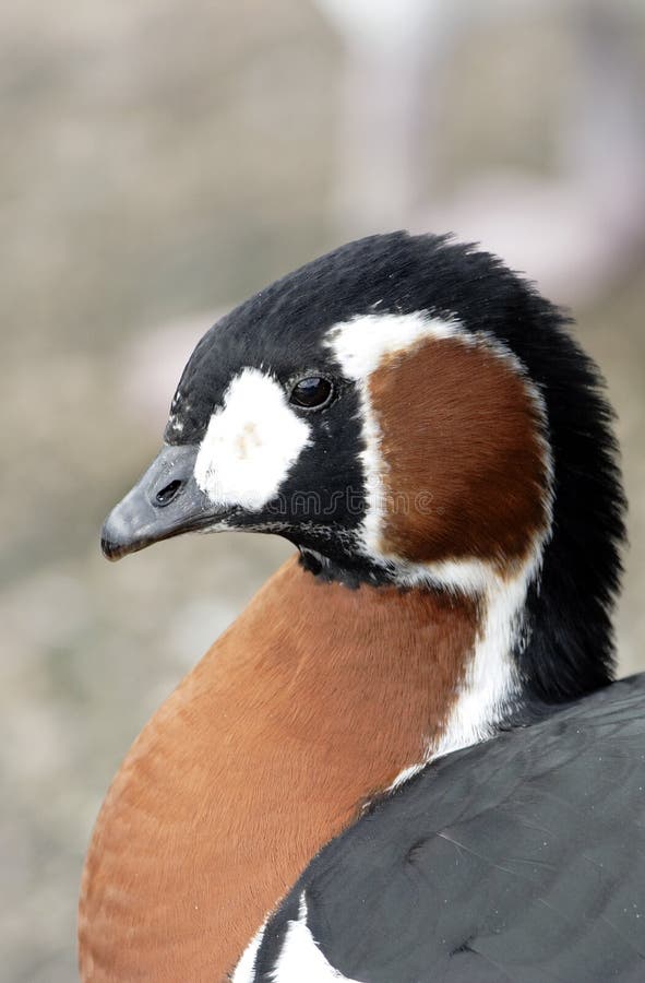 A Red-Breasted Goose (Branta ruficollis)