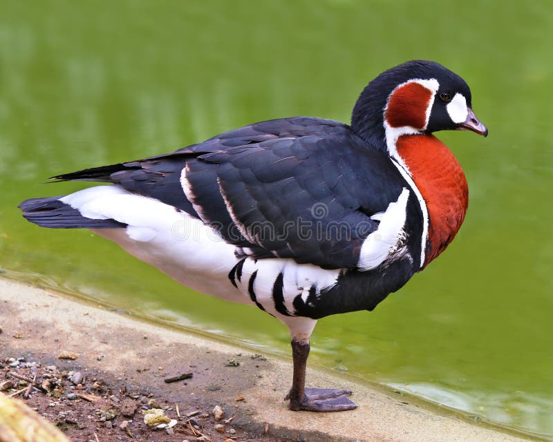 Red-breasted Goose Branta ruficollis Red breasted geese