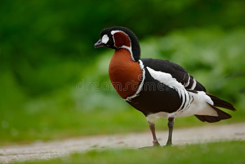 Red-breasted Goose, Branta ruficollis, sitting in violet flower. Wildlife animal scene from nature. Duck in the blooming grass. Be