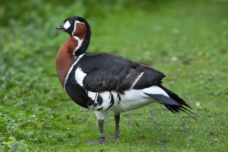 Red-breasted goose Branta ruficollis.