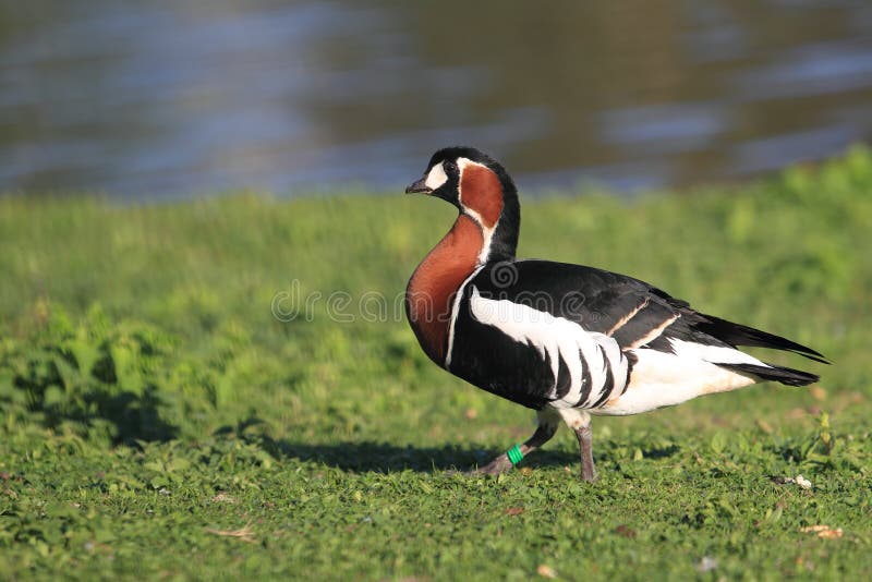 Red-breasted goose