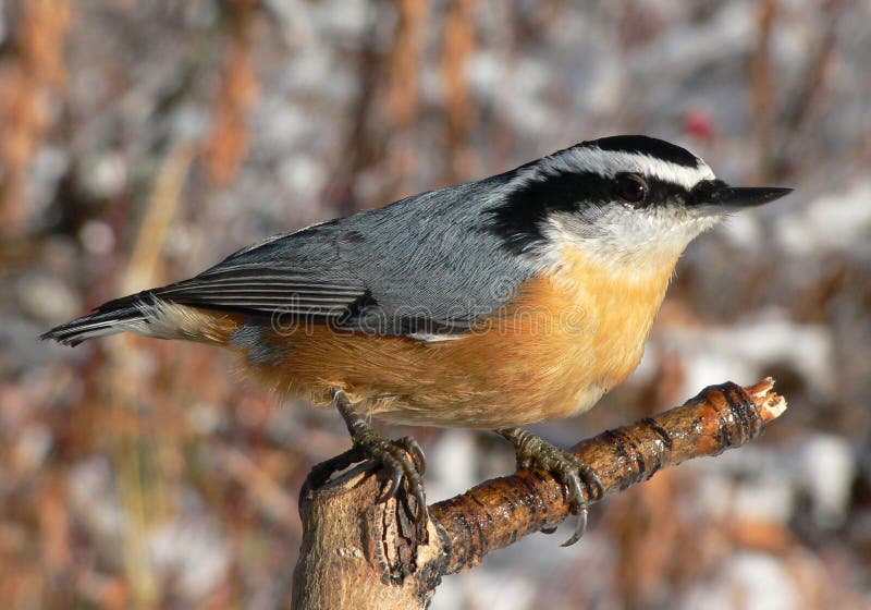 Bird feeders for the winter months Red-breasted Nuthatch. (Sitta canadensis) at Fish Creek Park, Calgary, Alberta, Canada stock photography