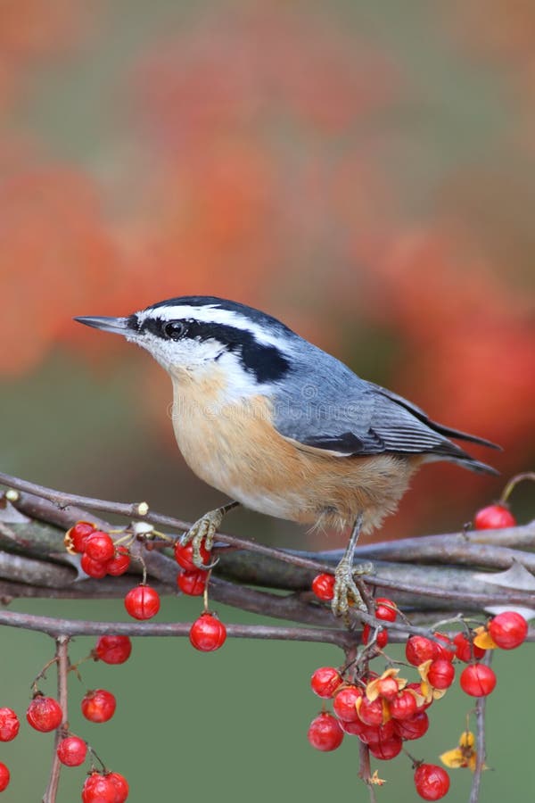 Red-breasted Nuthatch On Bittersweet