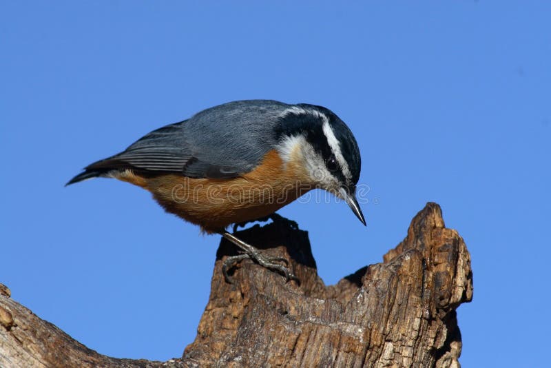 Red-breasted nuthatch on tree