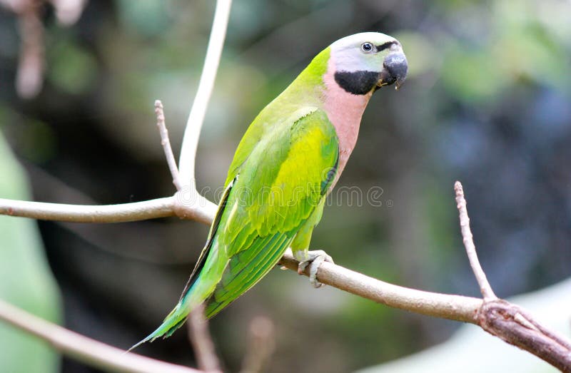 Red-breasted parakeet stock photos