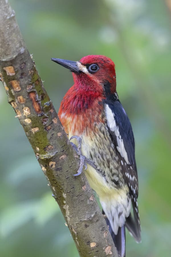 Red-Breasted Sapsucker Woodpecker Stock Photo - Image of head, wildlife