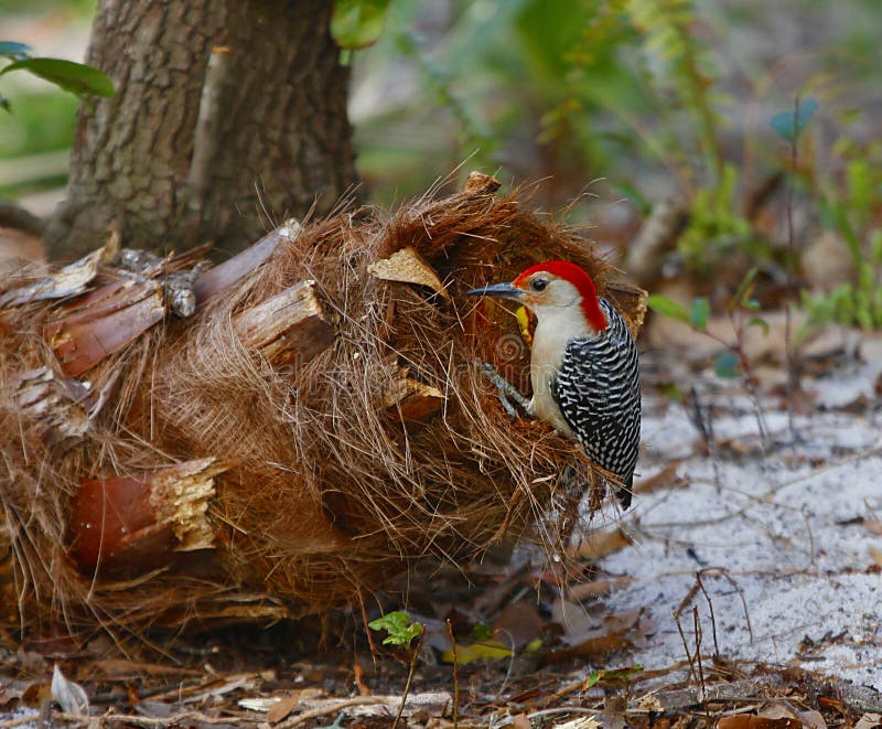 Red breasted woodpecker stock photo. Image of ground - 68130400