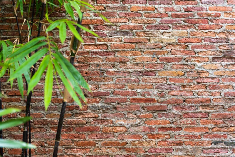 Red Brick Wall Background with Blur of Leaves Stock Image - Image of leaf,  rustic: 147924651