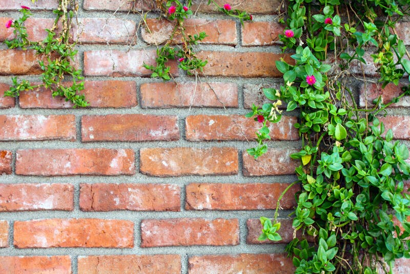Red brick wall with plants stock image. Image of architecture 82301041
