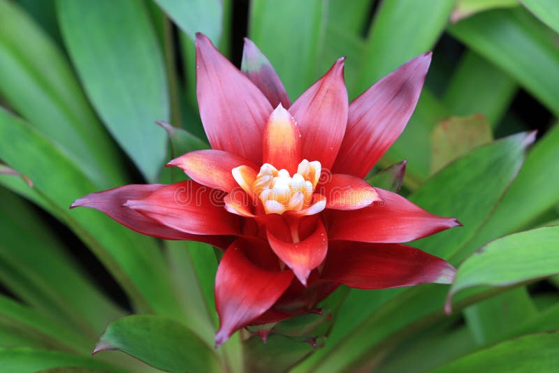 Red bromeliad