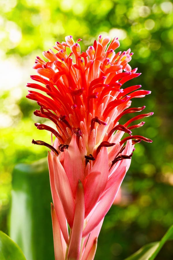 Beautiful Red Bromeliad Flower In A Spring Season At A Botanical Garden ...