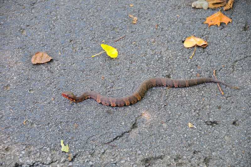 Cotton Mouth Water Moccasin Pit Viper Snake Agkistrodon Piscivo Stock ...