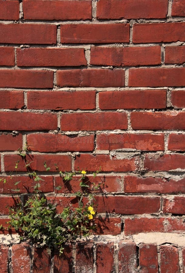 Red brown brick wall with dandelion plant grow up on a corner royalty free stock photos Red brown brick wall with dandelion plant grow up on a corner royalty free stock photos