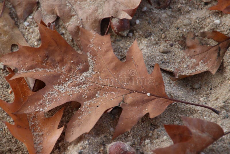 Red brown leaves on the ground in the sun at forest the Veluwe in the Netherlands. stock photo Red brown leaves on the ground in the sun at forest the Veluwe in the Netherlands. stock photo