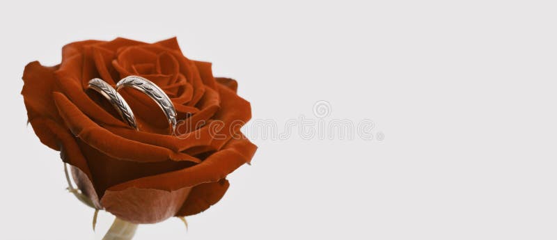Red, brown rose flower and gold rings. Wedding horizontal copy space beige background