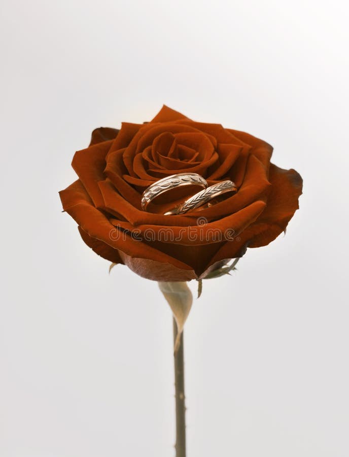 Red brown rose flower and gold rings. Wedding vertical copy space beige background