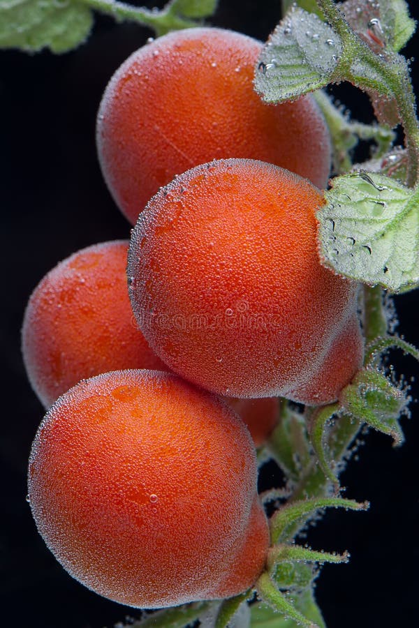 Red bubbled tomatos