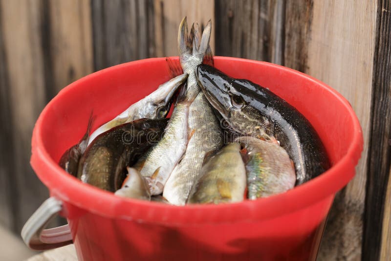 A bucket of fish stock photo. Image of small, heap, grass 10088178