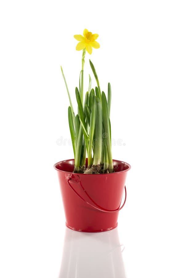 Red bucket with yellow narcissus