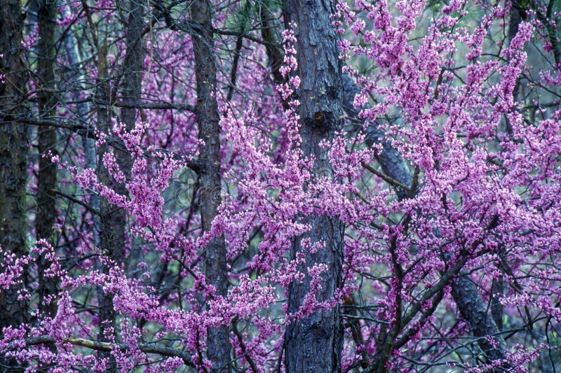Red Bud in bloom, KY stock photo. Image of states, flower 52316036