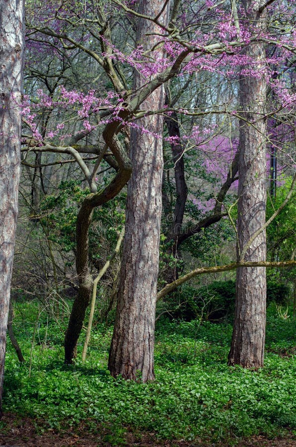Redbud trees in spring stock image. Image of flowers 73788255