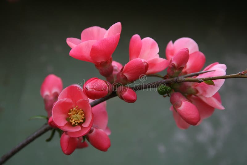 Red buds and flowers