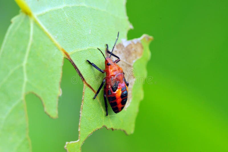 Red bug