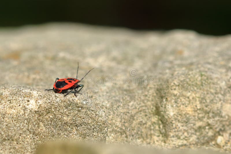 Red Bug with Black Dots Firebug on Wooden and Sandstone Background