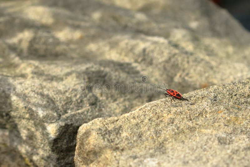 Red Bug With Black Dots Firebug On Wooden And Sandstone Background