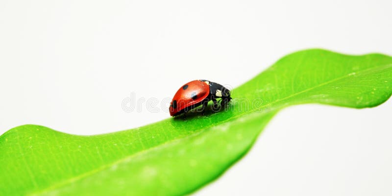 Red bug on green leaf