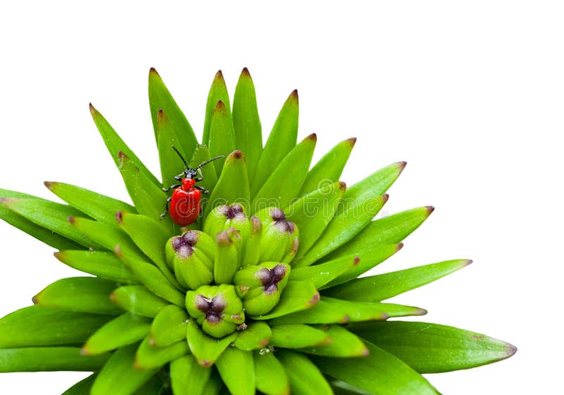 Red bug on a plant