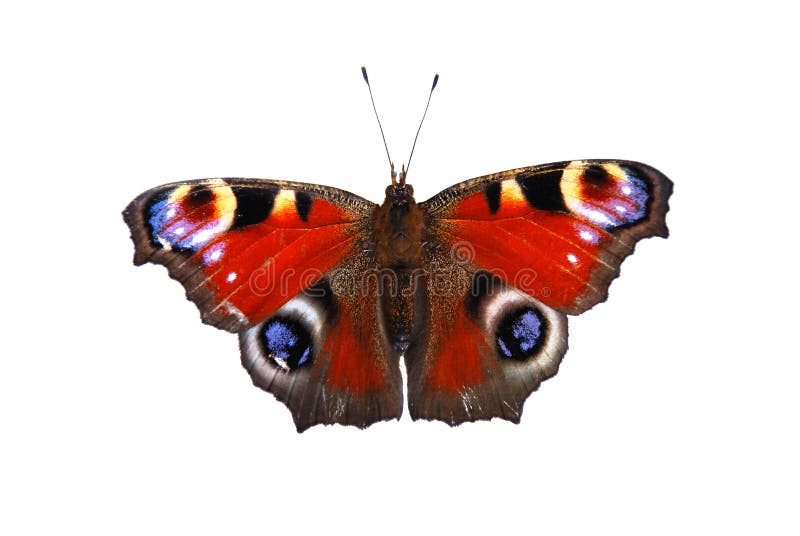 Colorful Peruvian Butterfly, Isolated Against White Background Stock ...