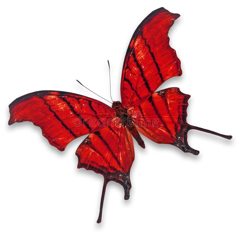 Red butterfly