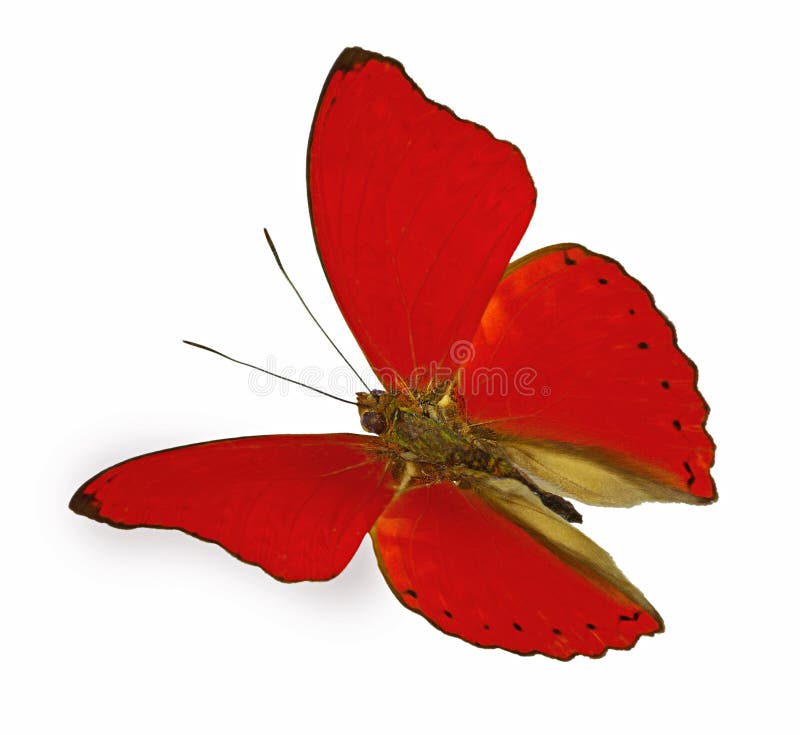 Actual specimen red butterfly in flight (Cymothoe sangaris, from Africa). Actual specimen red butterfly in flight (Cymothoe sangaris, from Africa)